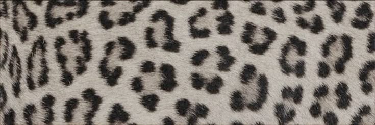 shaaa's banner