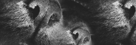 catrielasoleri's profile banner image