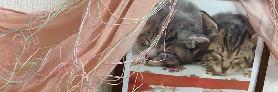 chaka1261's profile banner image