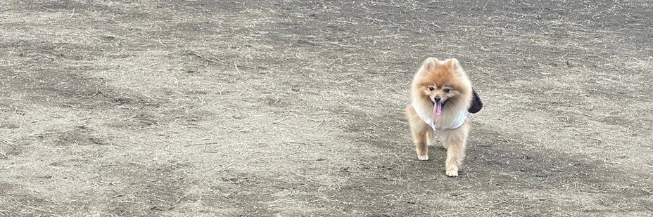 ぽめらにあんのぽぽ🐾's banner