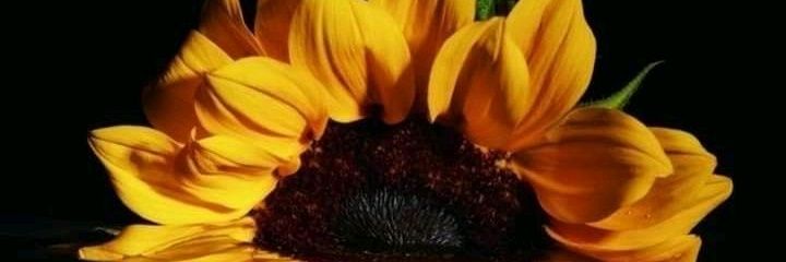 Eimandy's profile banner image