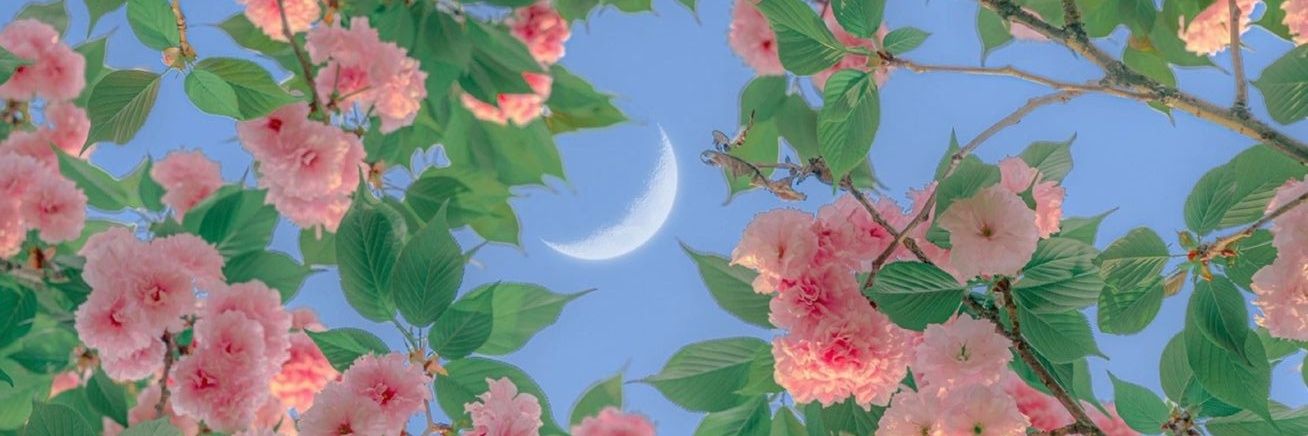 💕🌸Juniper babes banner