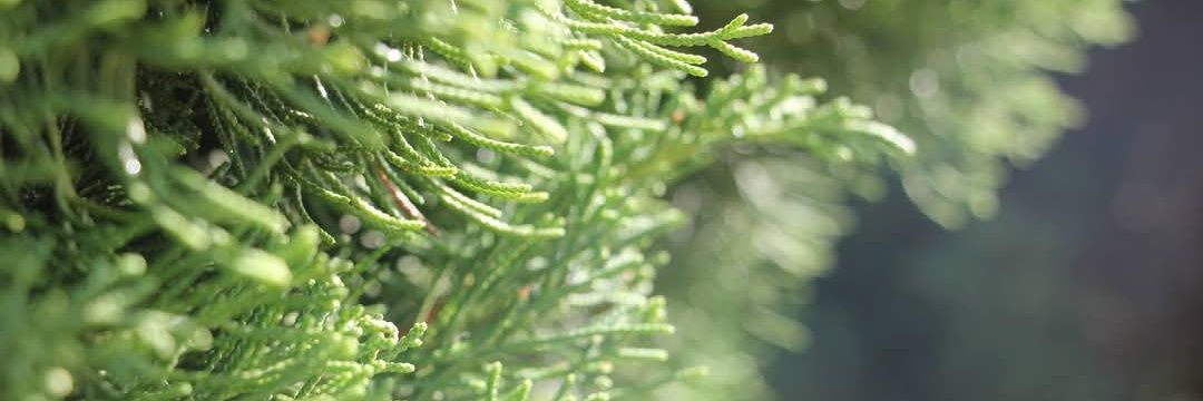 เมย์เหม่เม่เม้เหม banner