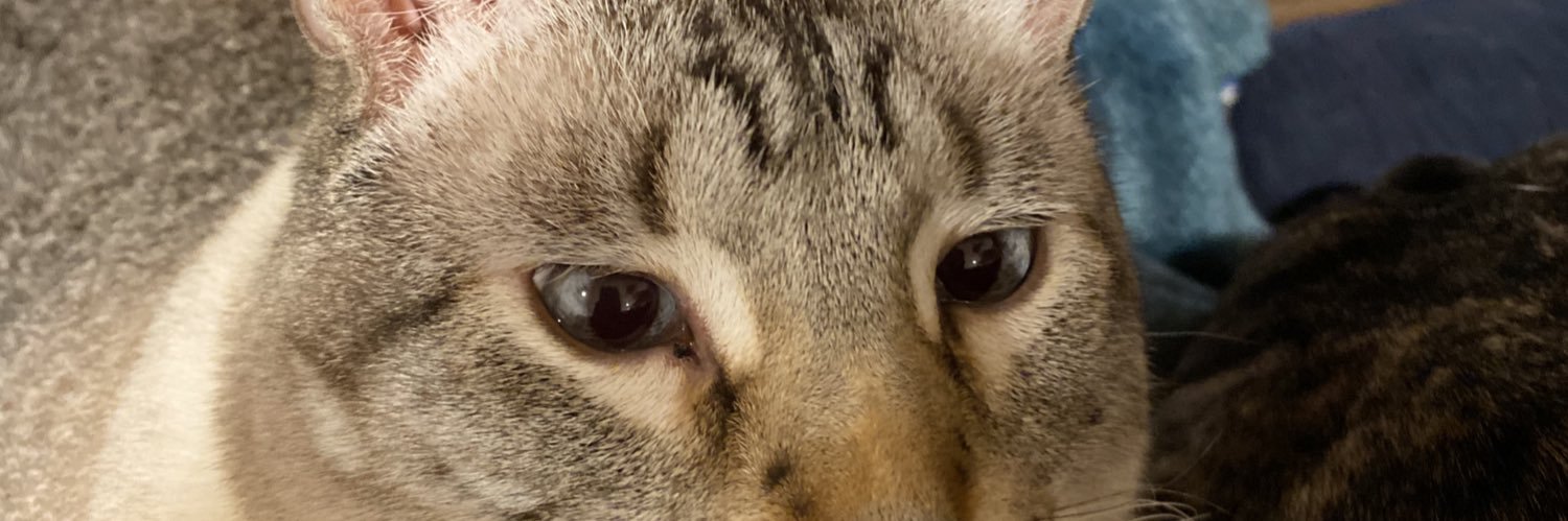 StangyPants's profile banner image