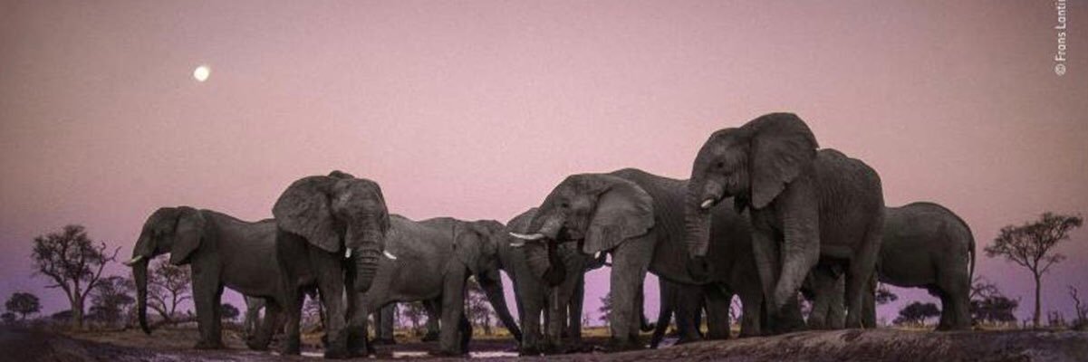 soffidelaU's profile banner image