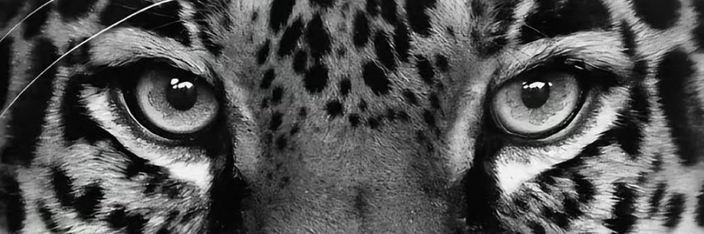 Aal banner