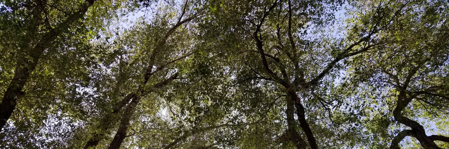 KitchenWiccan's profile banner image