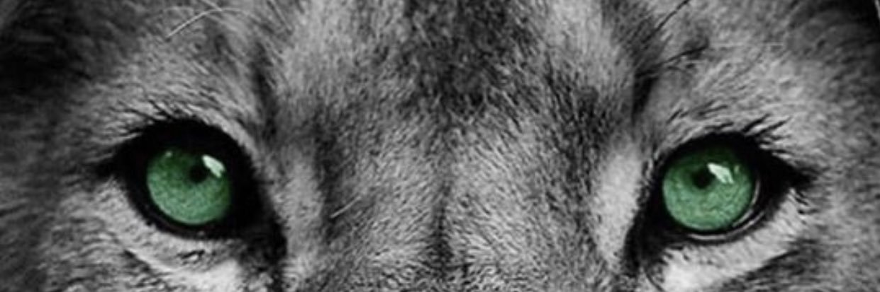 Chavez_papii's profile banner image