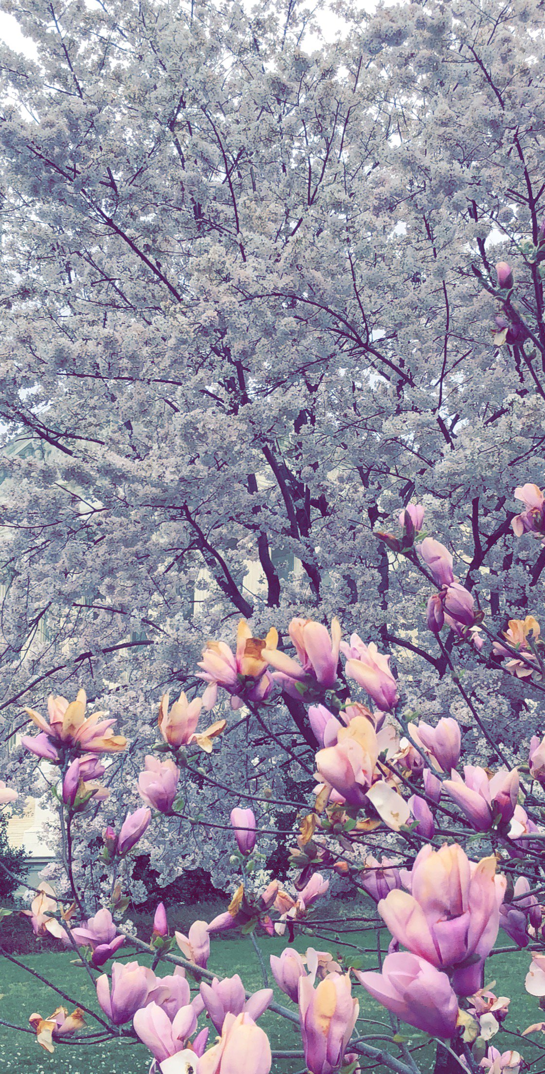 PatchyThePirate banner