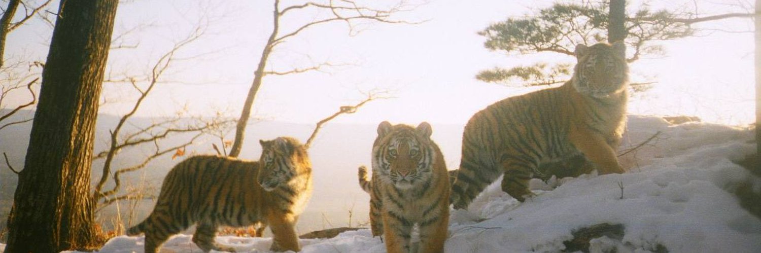 shamdoojournal banner