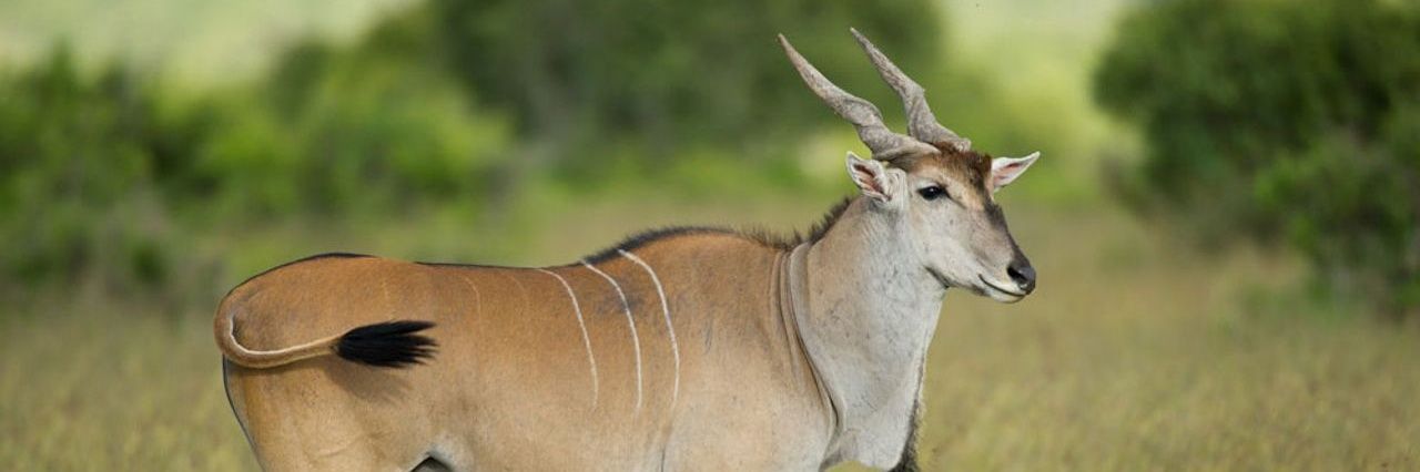 Son of Manhize banner