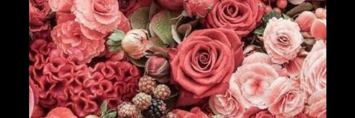 shoviee's profile banner image