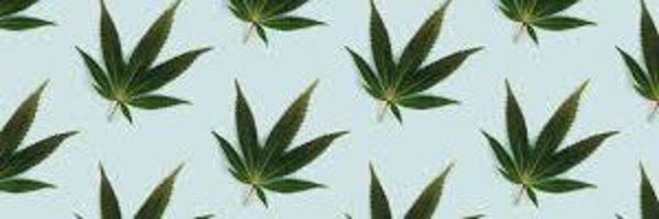 budbongsandbets Profile Banner