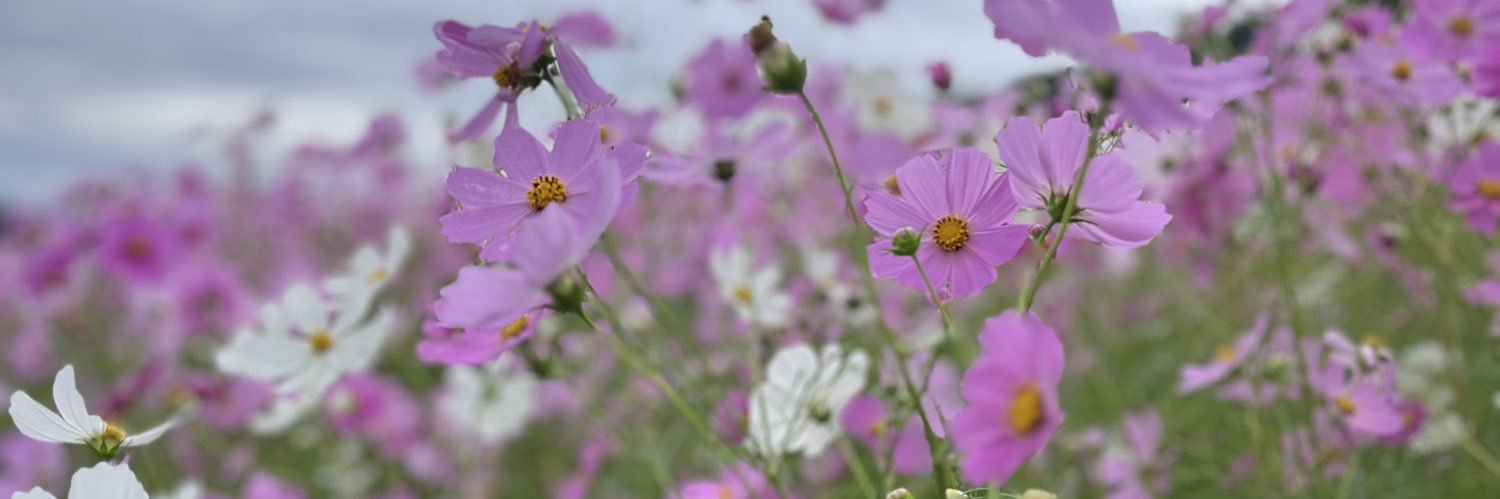 ぁゃぉ☆〜（ゝ。∂） banner