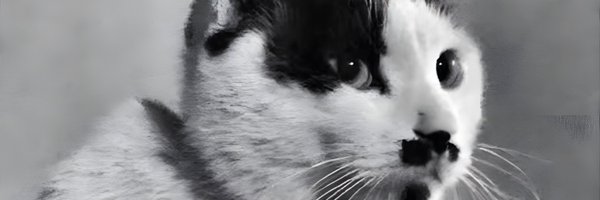 felineguardians Profile Banner