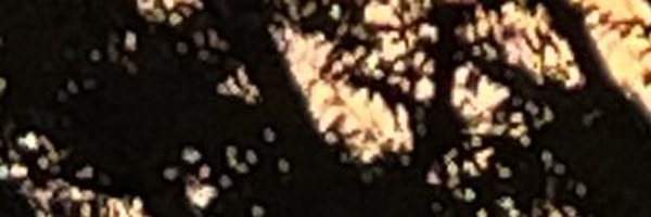 molmol_neco Profile Banner
