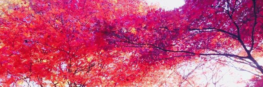 bluestdaisy13's profile banner image