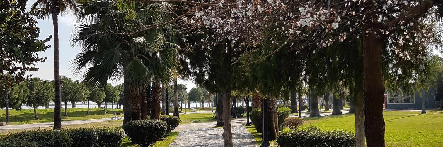 trjidhin's profile banner image