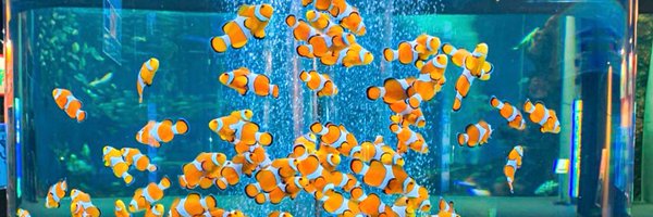 Mayaaw Profile Banner