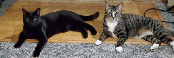 idiotbraingf Profile Banner