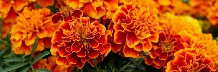 Traveler without a map banner