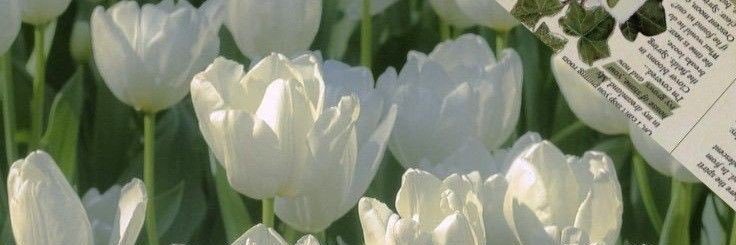 ヾ fluffy◞⋆ banner