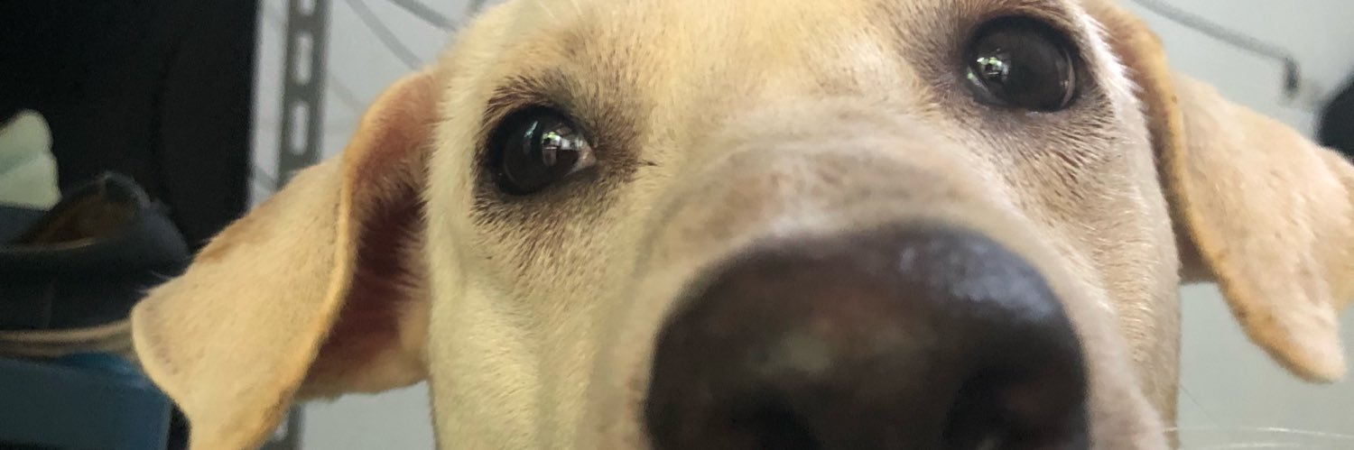 yyelyan's profile banner image