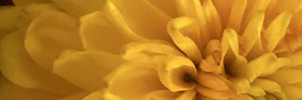 MagicCatHat's profile banner image