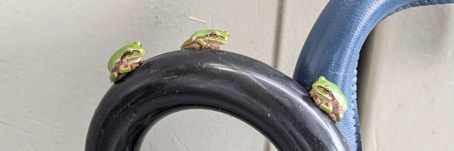 ケロケロ警備員🐸's banner