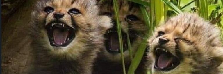 krulenko99's profile banner image