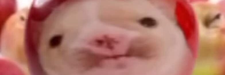PibbleApple's profile banner image
