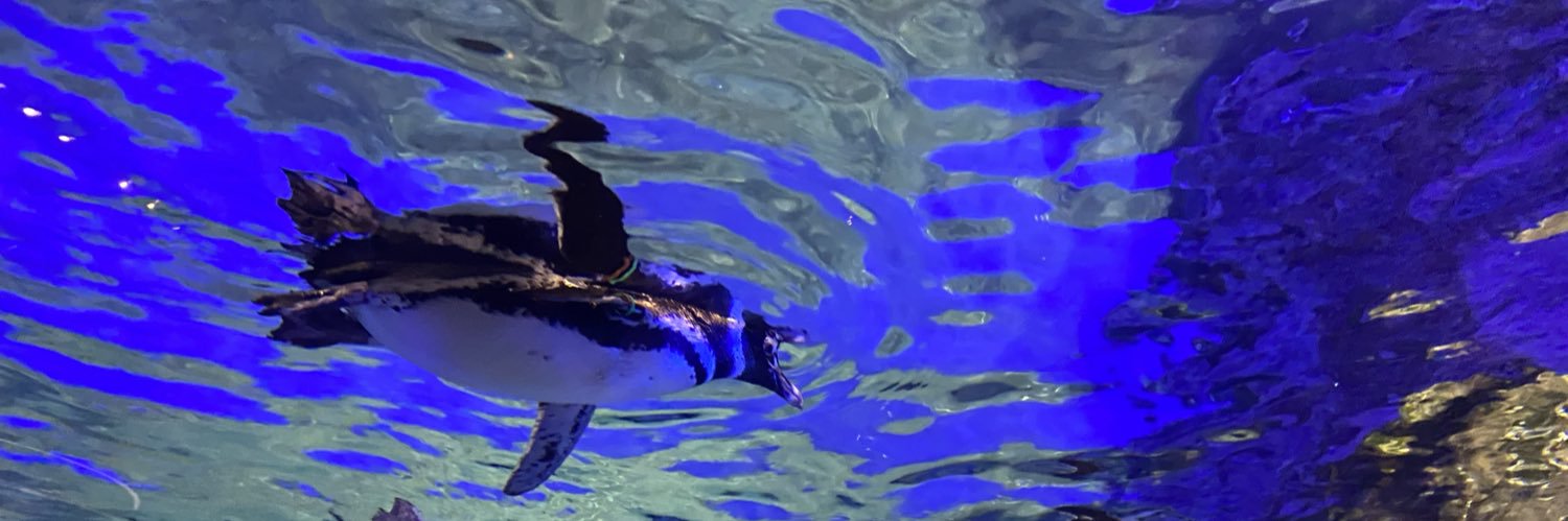 オザペンギン banner