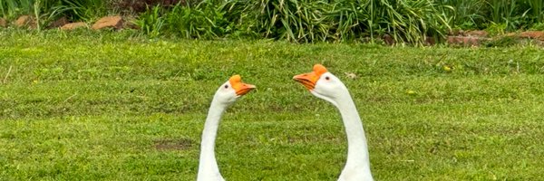 treestump04 Profile Banner