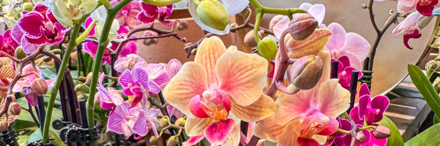 Boxwood360's profile banner image