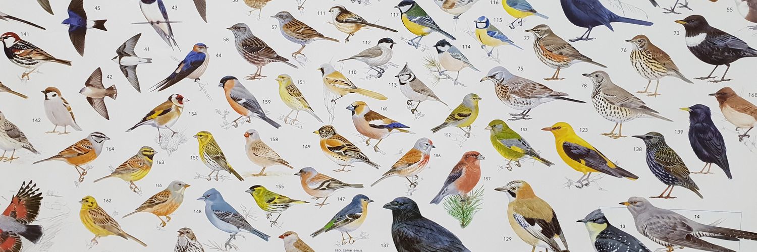 Raúl F. Millares banner