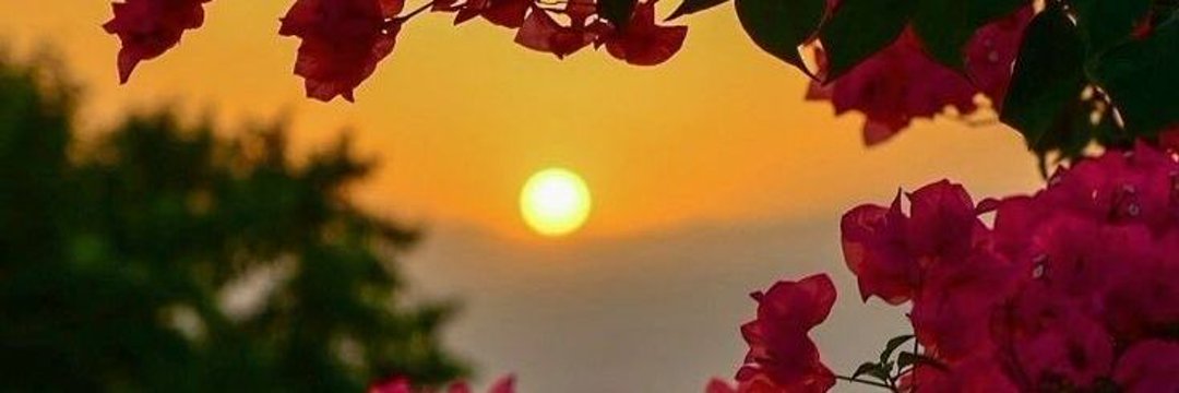 شهد الأميره 🌹🌹 banner