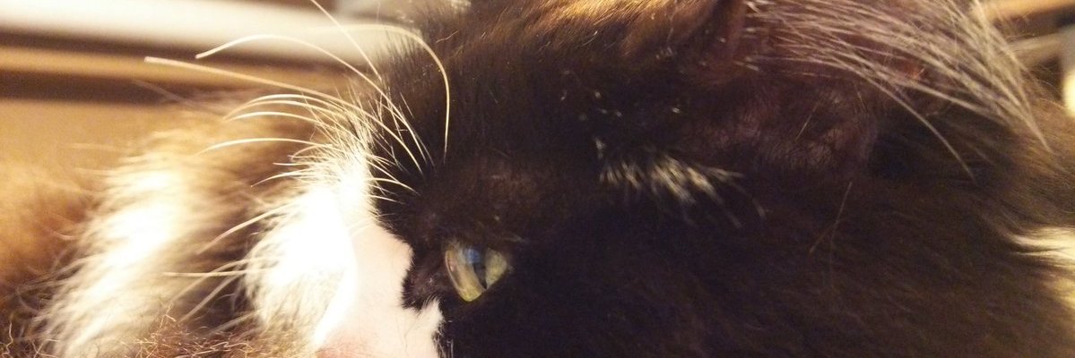 IKIAI's profile banner image