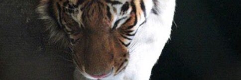 NoraAndPatch's profile banner image