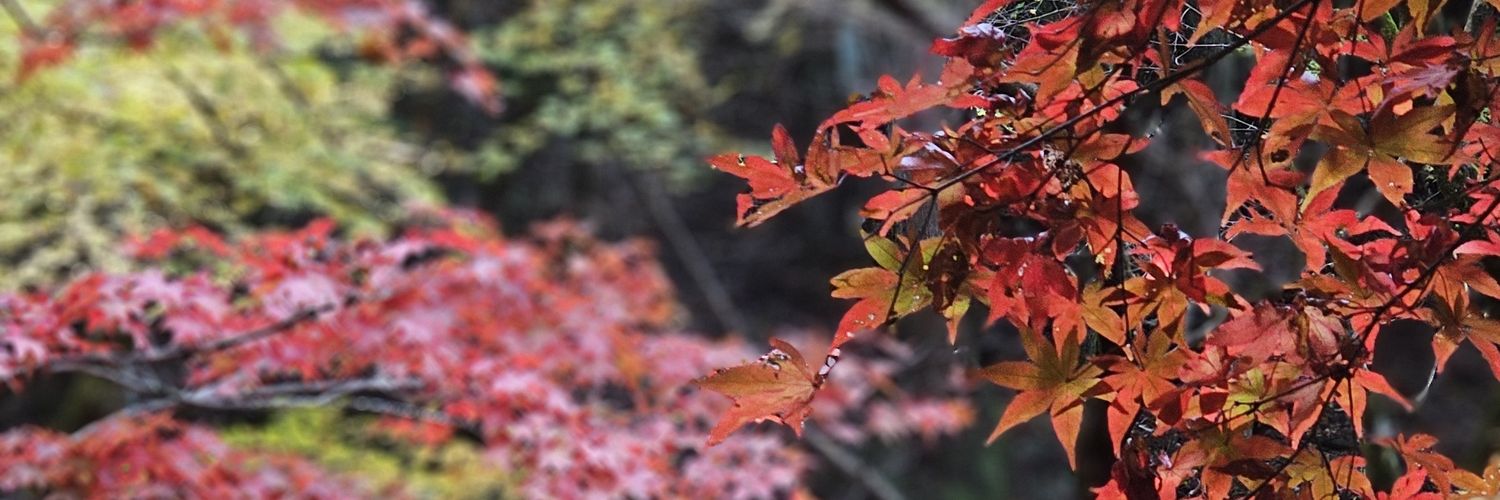 wez002's profile banner image