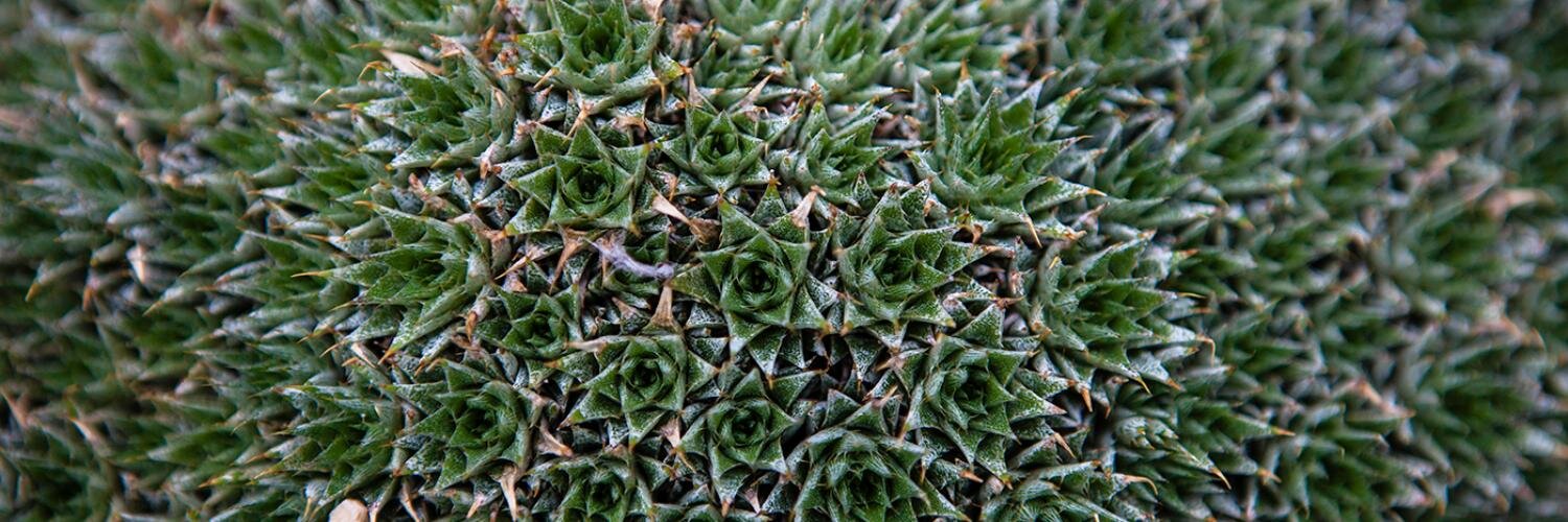 Mark Kearney, Ph.D. banner