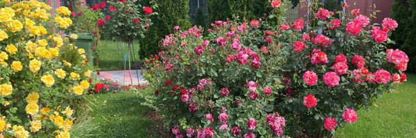 TheFlowerShow Profile Banner