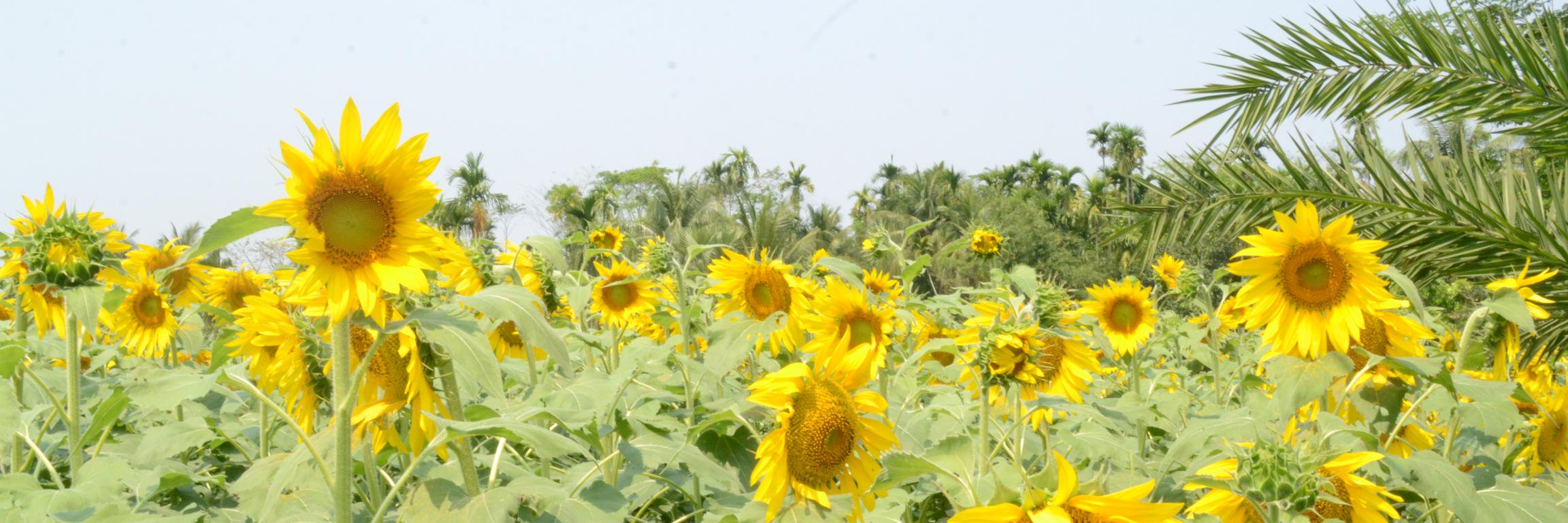 foodsecuritynet's profile banner image