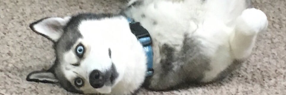 stgardner's profile banner image