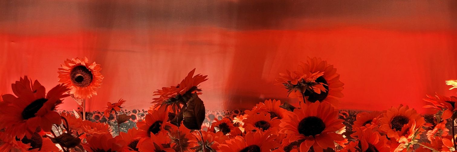 Bella_cs's profile banner image