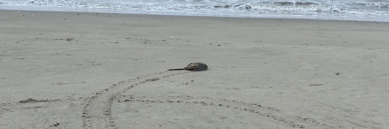 Kristen Sample banner