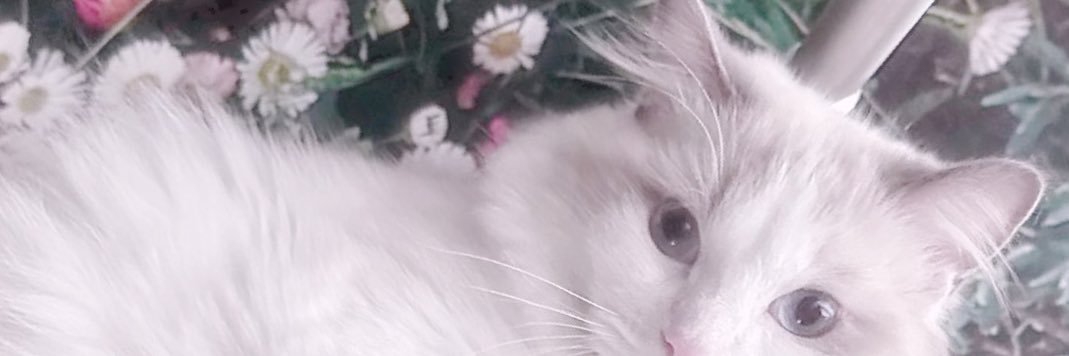 🎀 banner