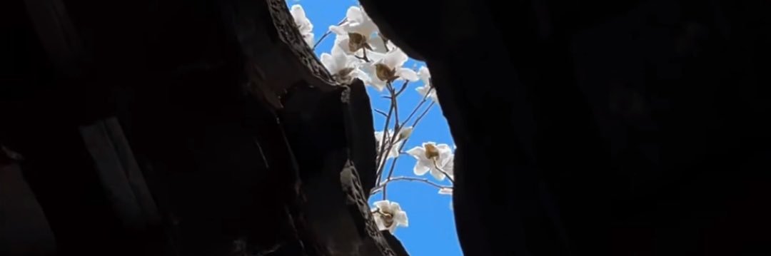 荷包蛋 banner