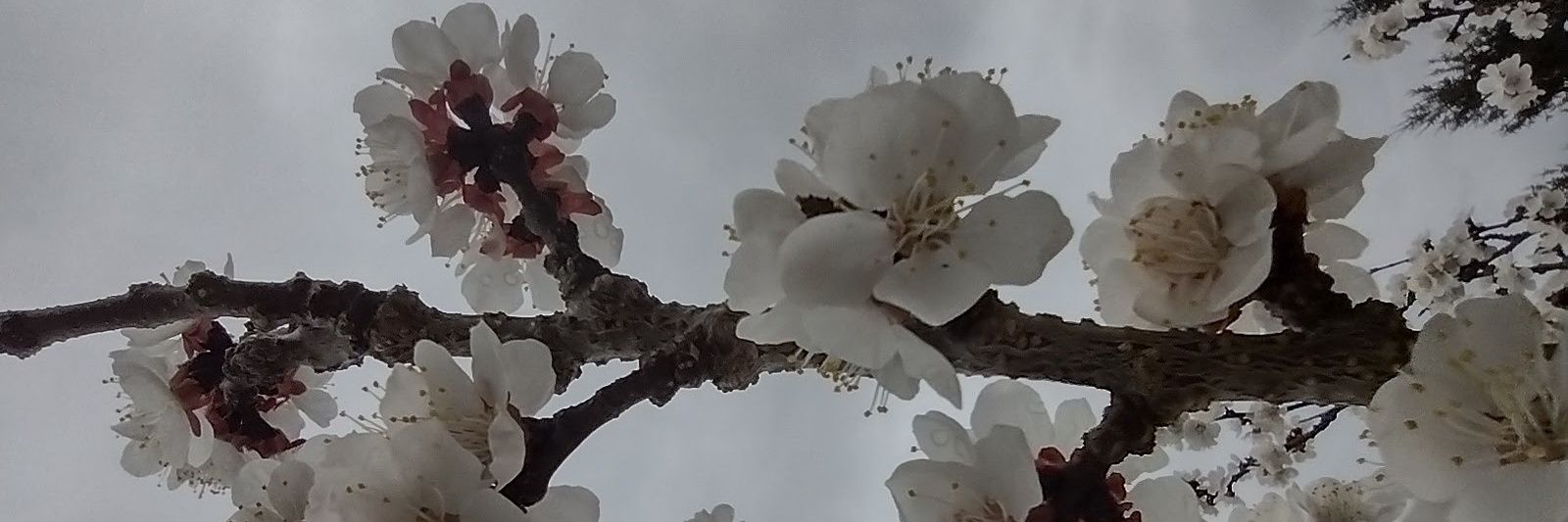 Dolores 🏳️‍⚧️ banner