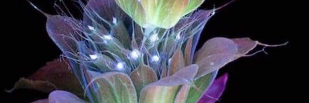 sarah collins banner