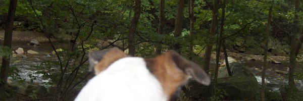 DigDugTrader Profile Banner